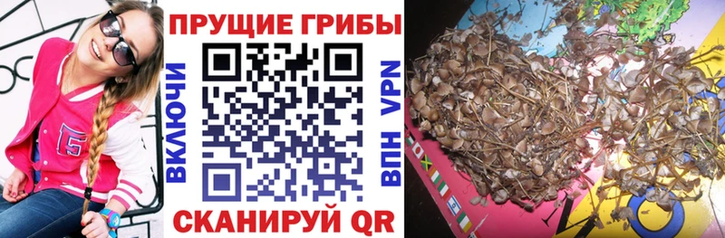 купить закладку  Буй  Псилоцибиновые грибы Magic Shrooms 